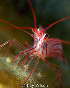 Peppermint Shrimp. 
Sea and Sea DX1G with stacking diopt... by Kay Wilson 